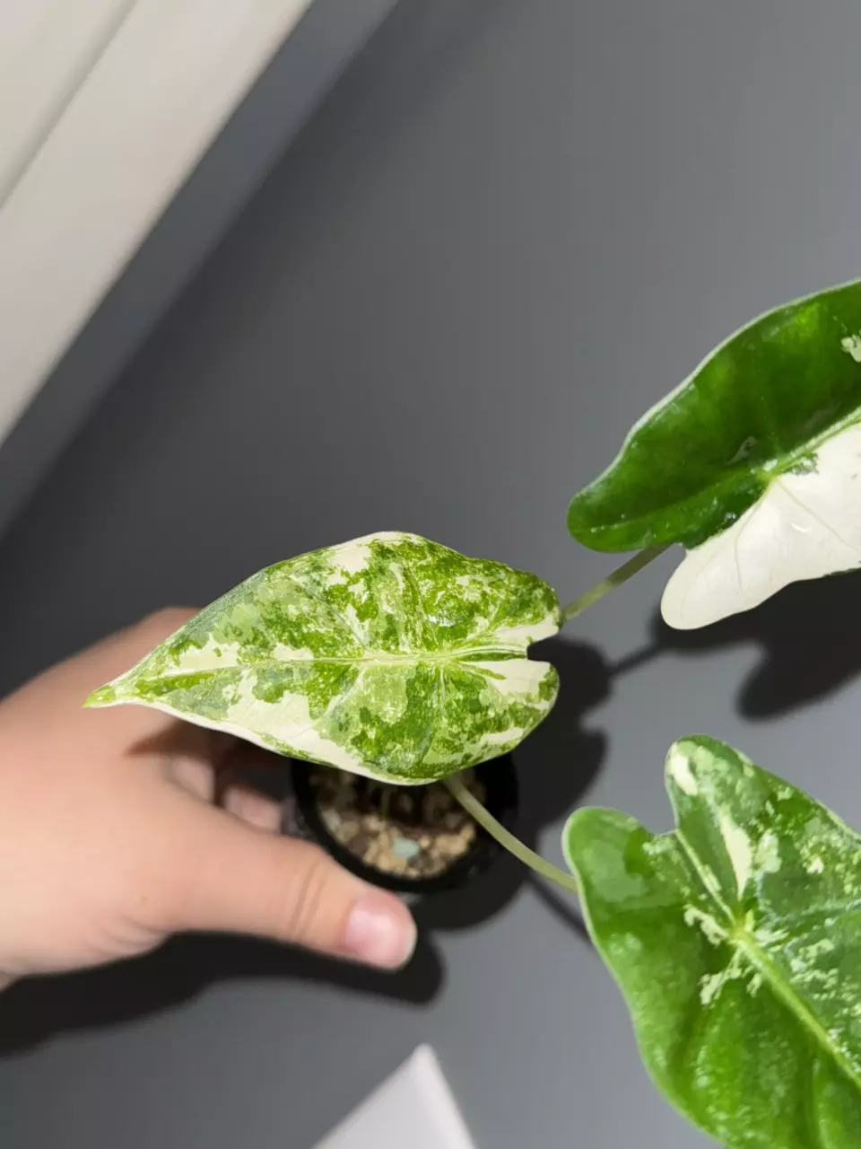 Alocasia Variegated Frydek High Var. thumbnail