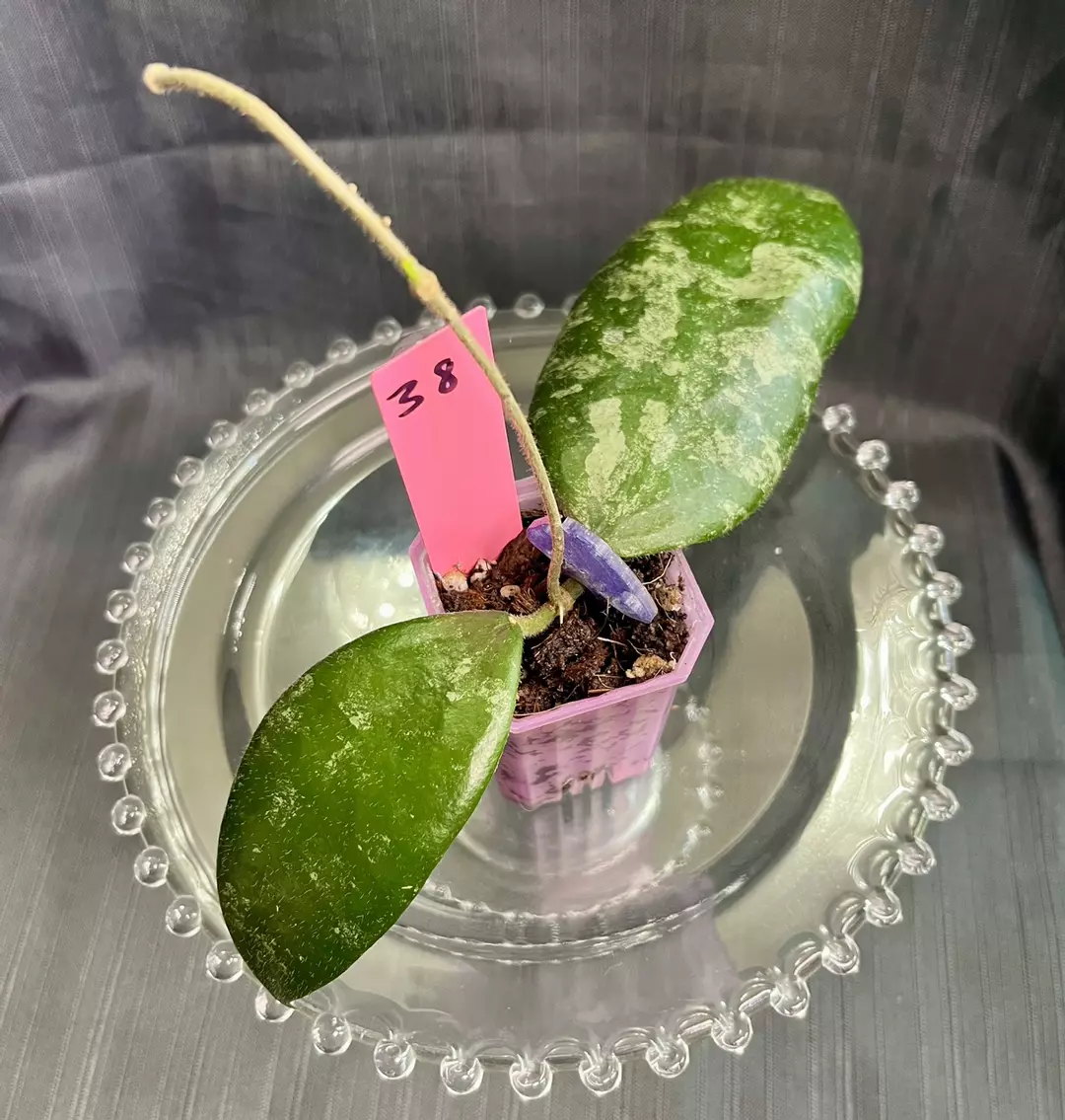 038. H caudata silver thumbnail