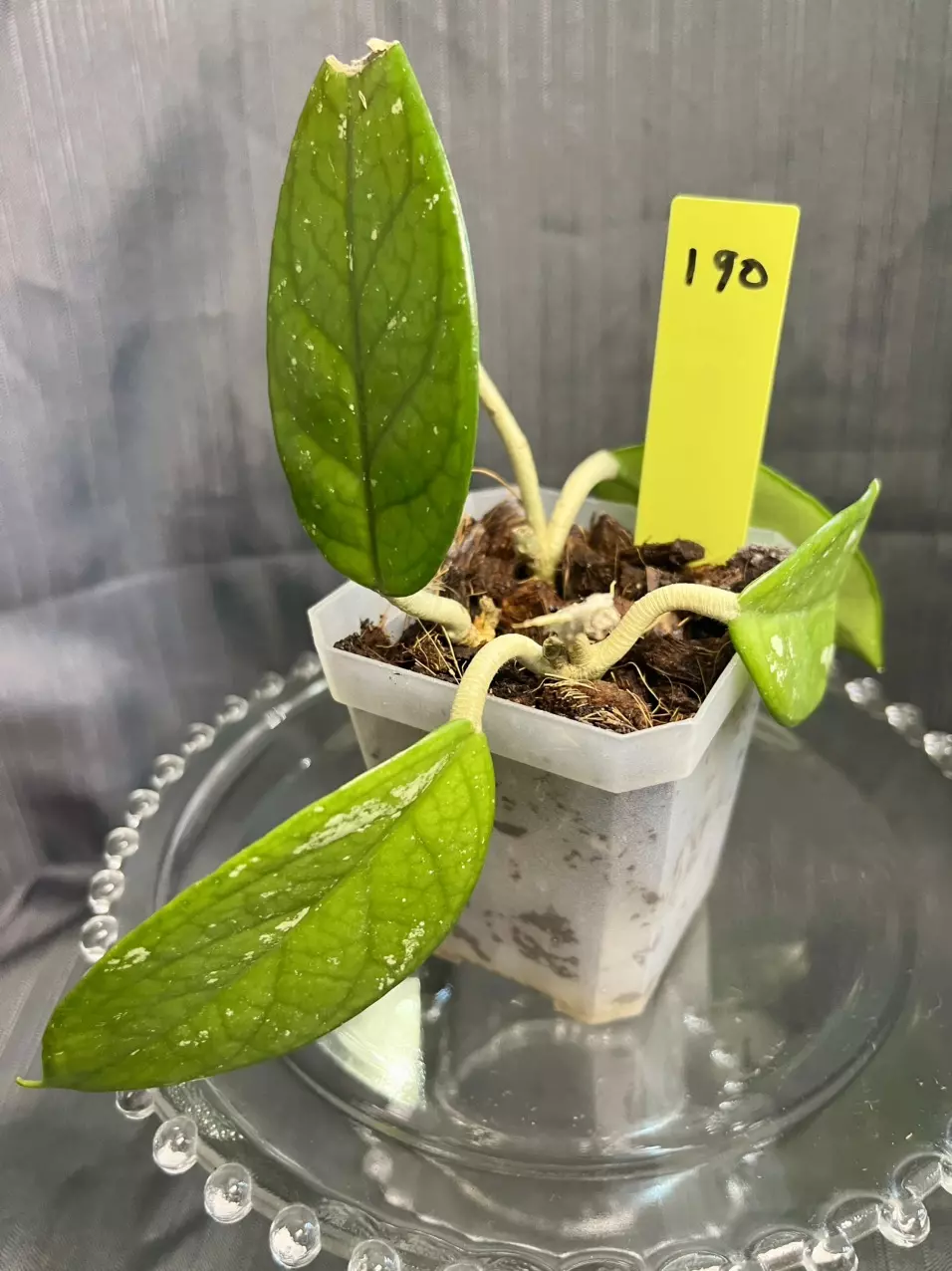 190. H heirloom carnosa ‘Kevin’ thumbnail