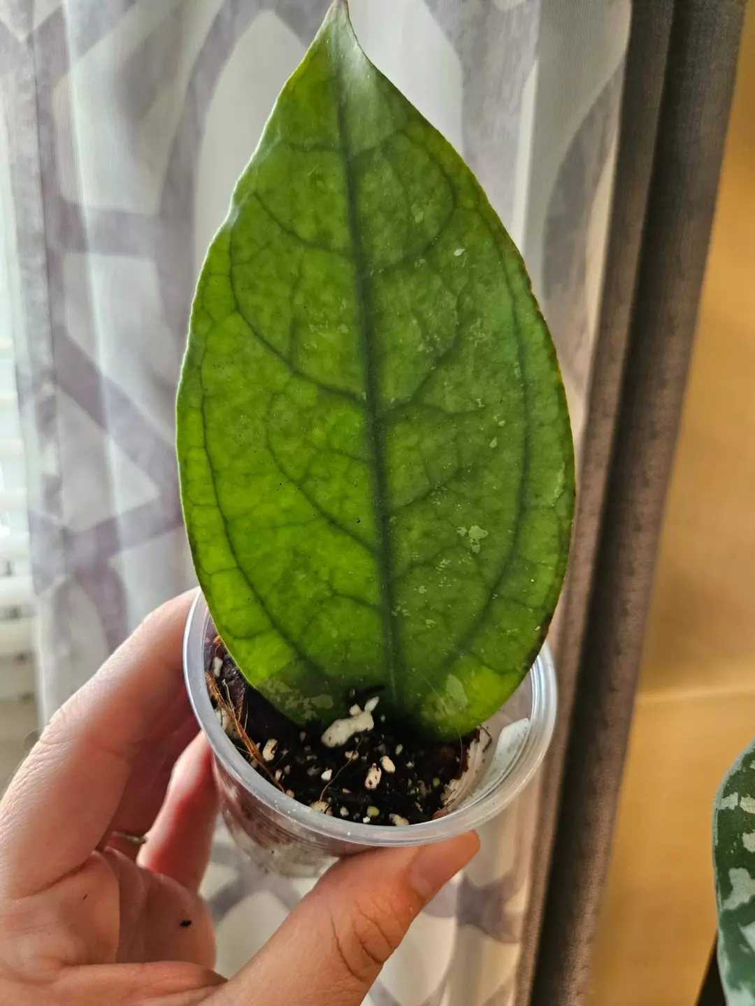 Hoya sp germany 1 leaf special thumbnail