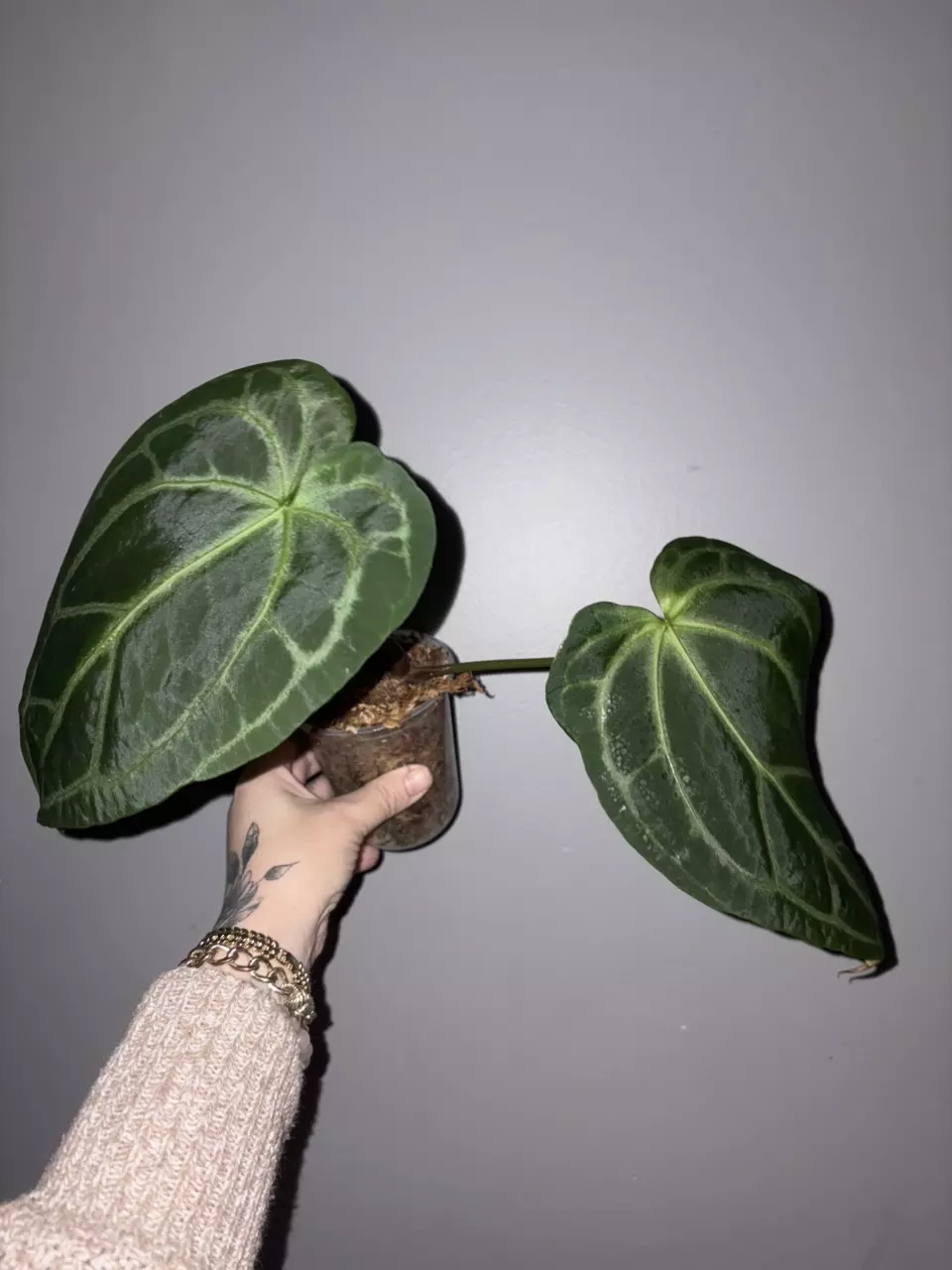 Anthurium Blue Velvet thumbnail