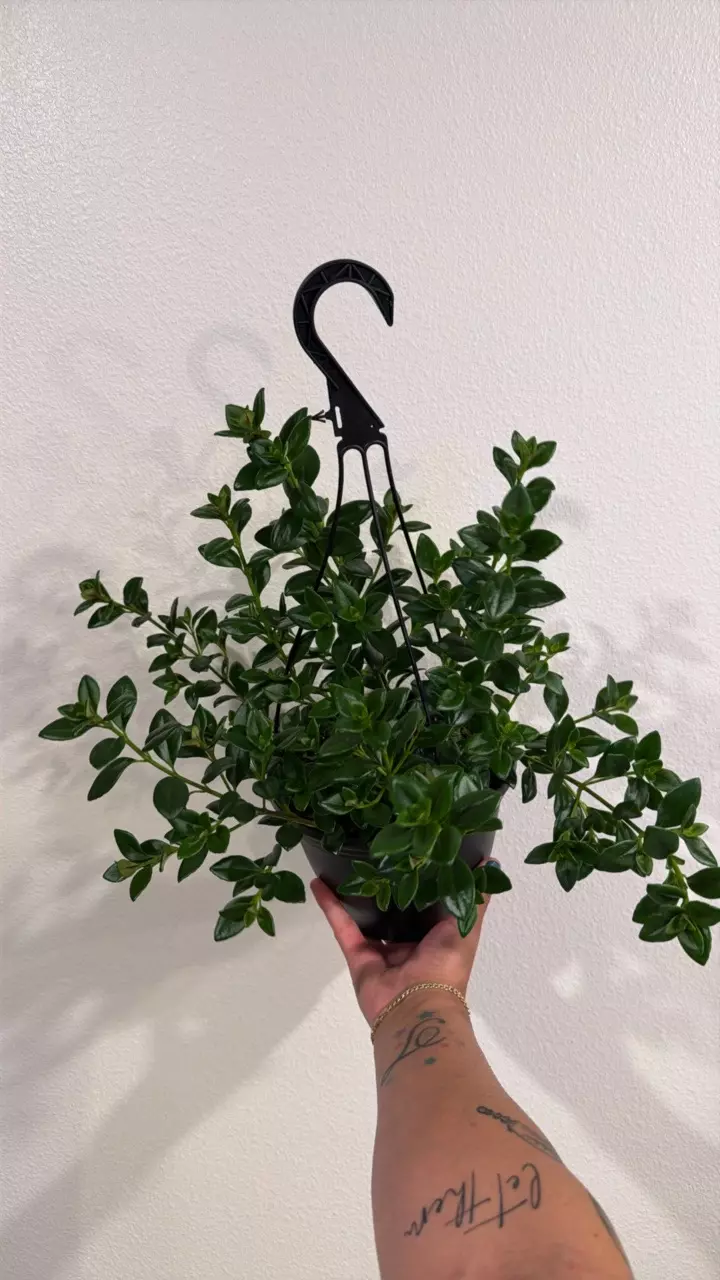 Goldfish plant (Nematanthus gregarius) thumbnail