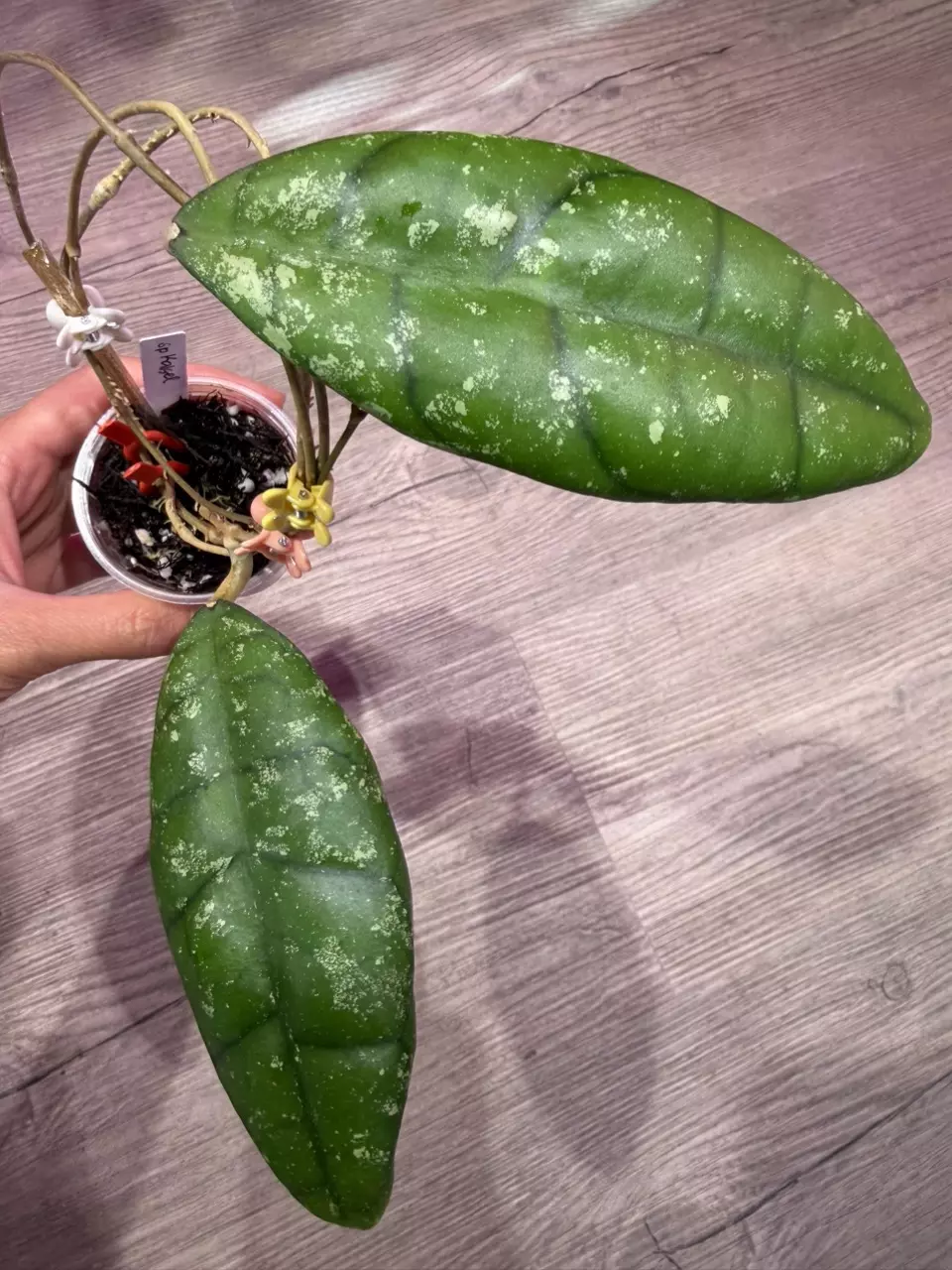Hoya sp Kalsel thumbnail