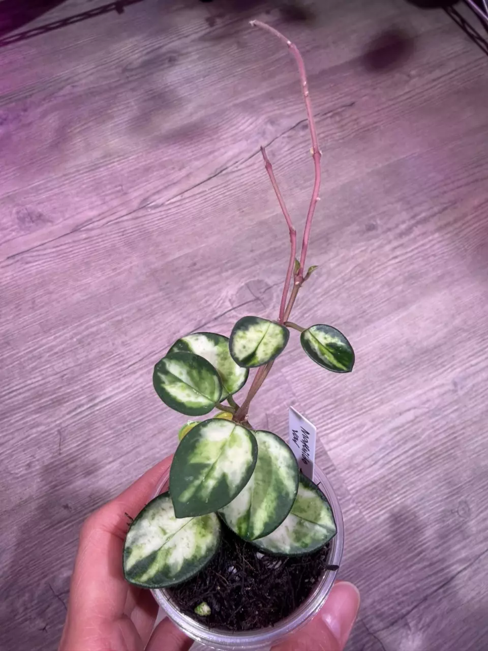 Hoya Mathilde Variegated thumbnail
