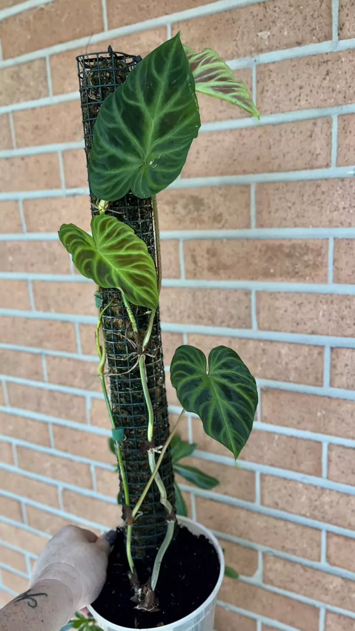 2 foot tall Philodendron Verrucosum Glow 2 plants thumbnail