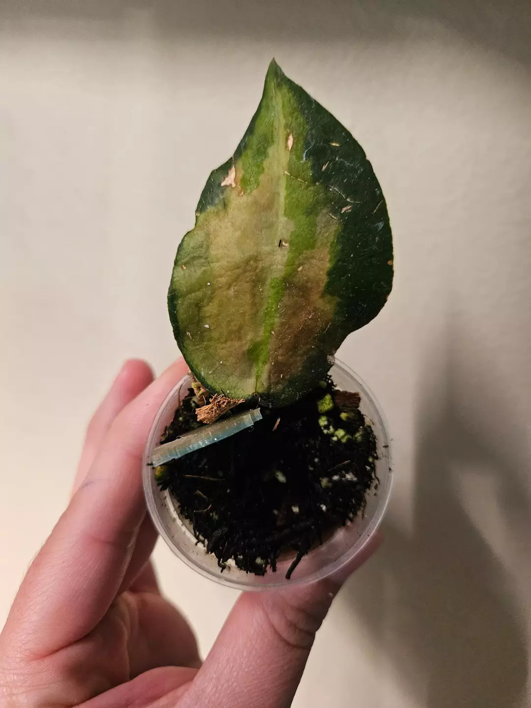 Hoya caudata verigated thumbnail
