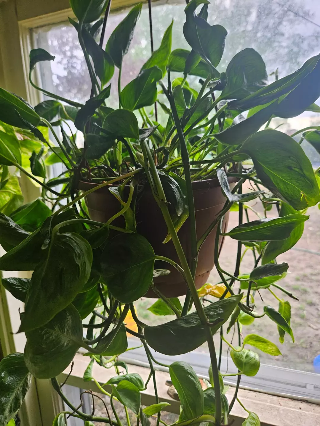 Shangri La Pothos 5 node cutting thumbnail