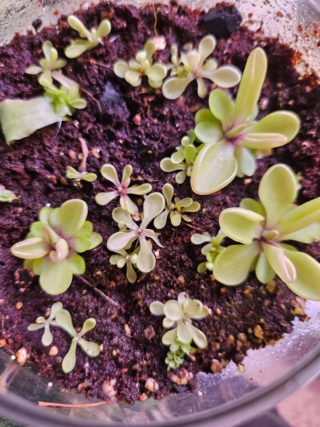 [Rectitolia x "taquito"] x [emarginata x Elizabethiae] *New Release in my shop* thumbnail