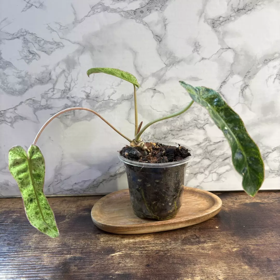 Rehab: Philodendron Paraiso Verde 4” thumbnail
