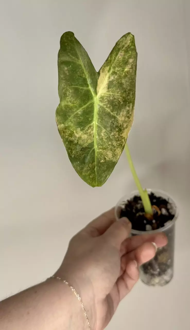 Alocasia Calidora x Pink Dragon x Watsoniana thumbnail