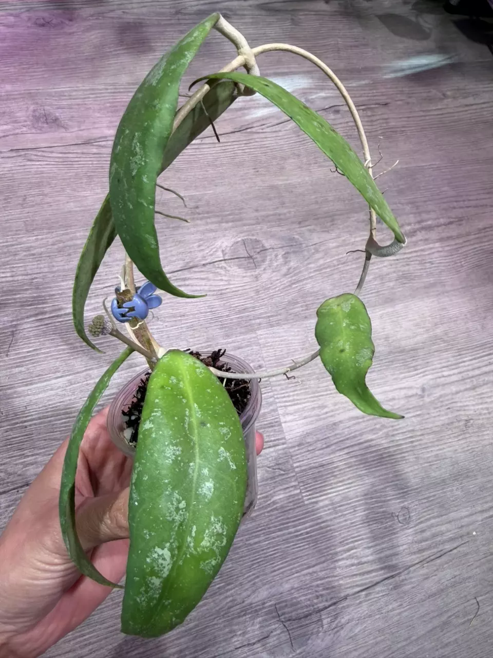 Hoya CV Trang thumbnail
