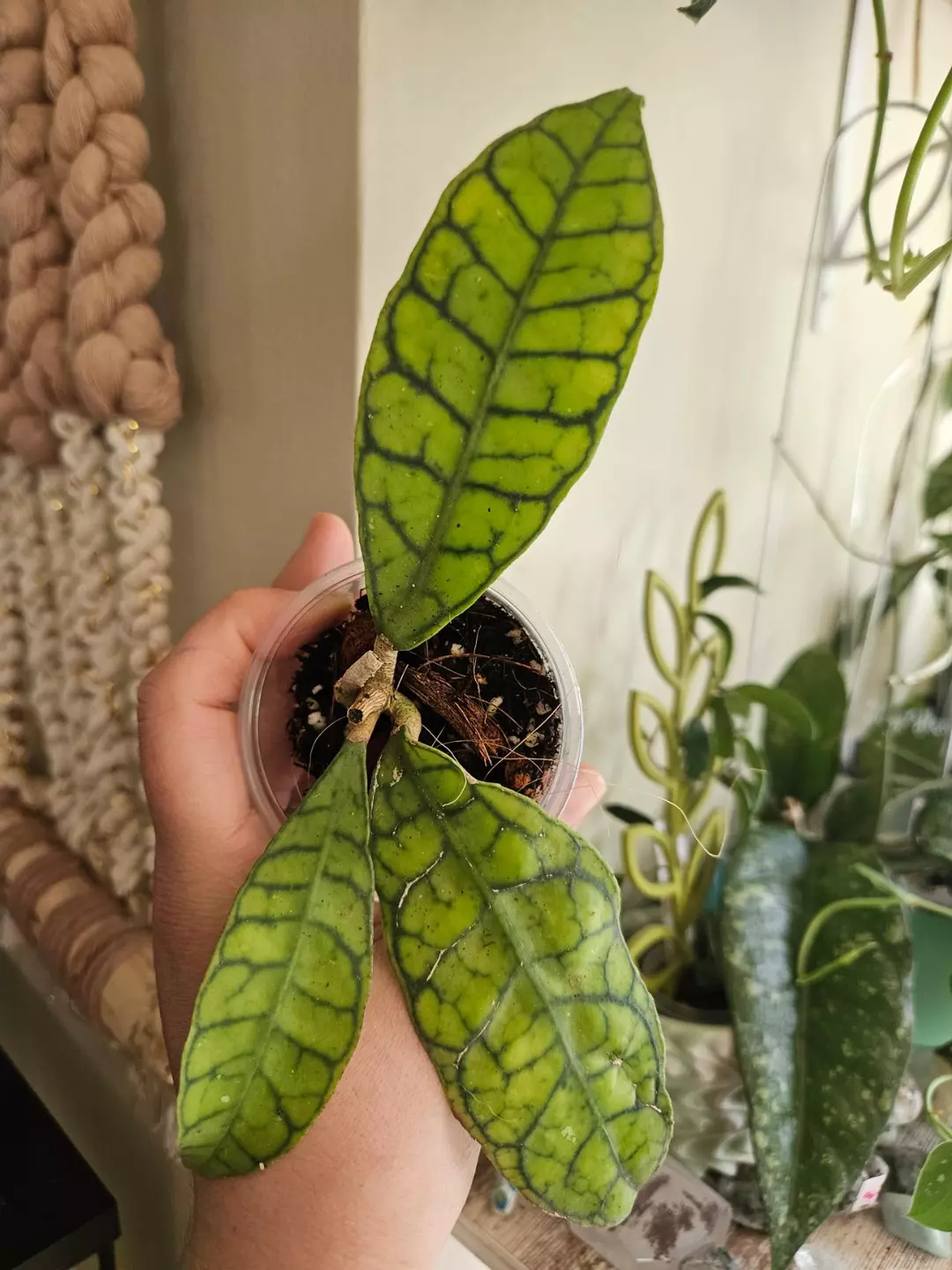 Callistophyla shortleaf #120 thumbnail