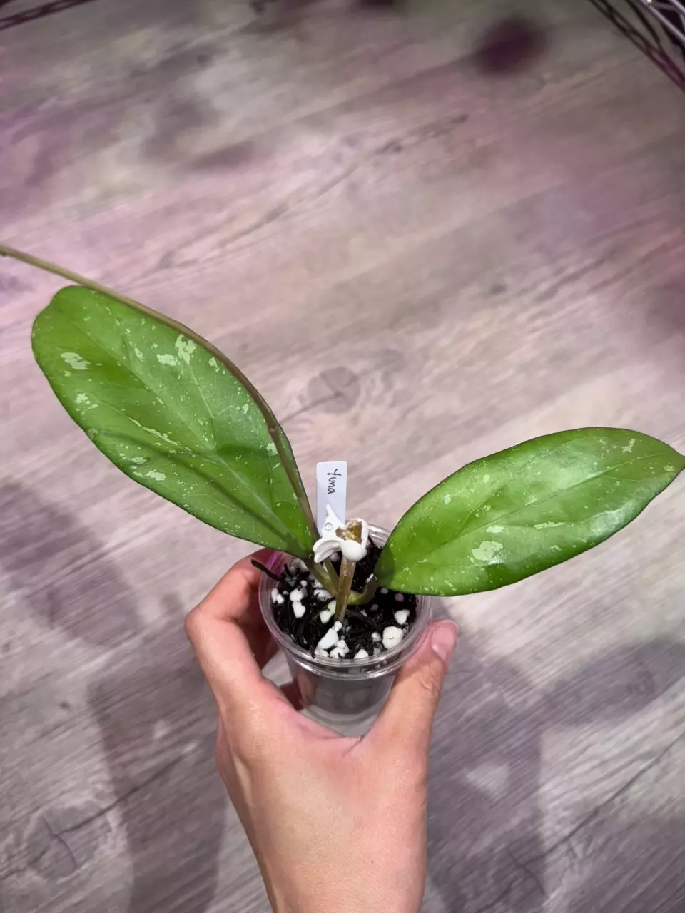 Hoya Yuna thumbnail