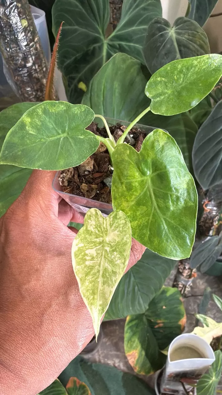 Alocasia Gageana 'Aurea' thumbnail