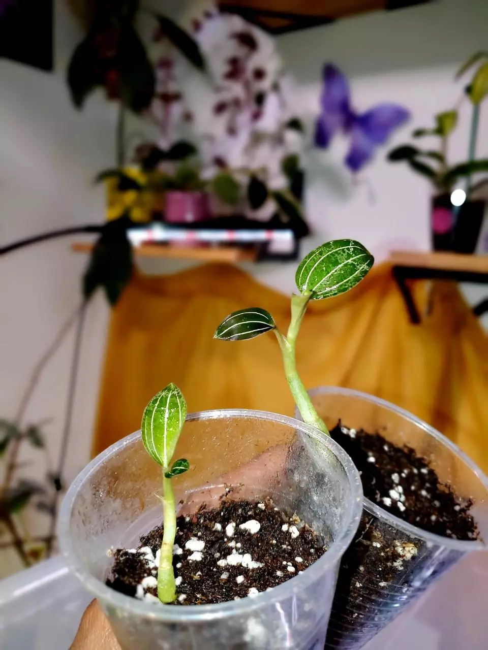 ✨️ BABY Black Jewel Orchid 🌚🌱💕 Rooted Starter Plants - GROWER'S CHOICE‼️ thumbnail