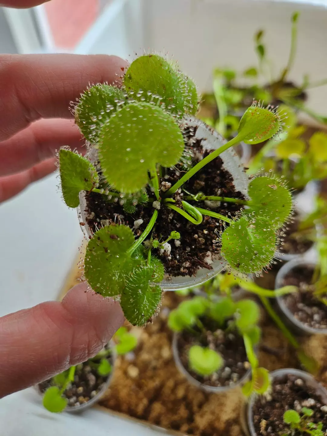 Drosera prolifera thumbnail