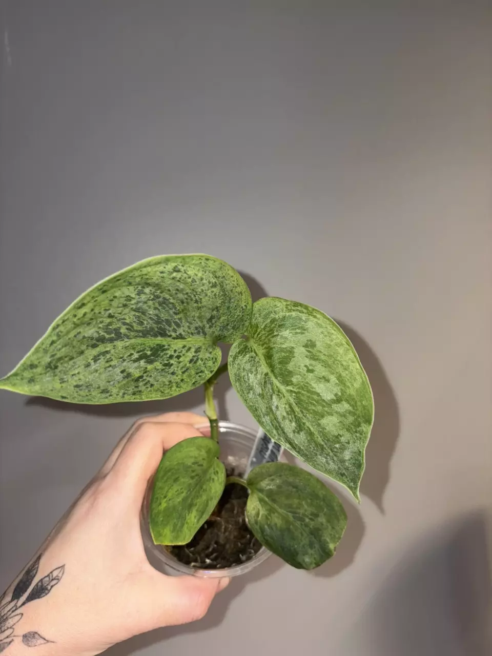 Scindapsus Green Emerald thumbnail
