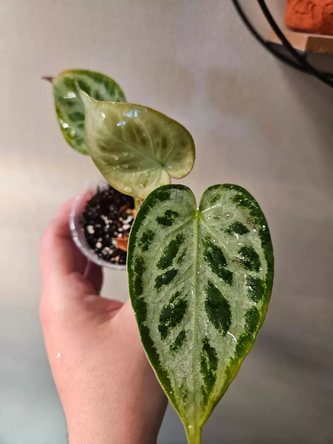 Anthurium Silver Blush thumbnail