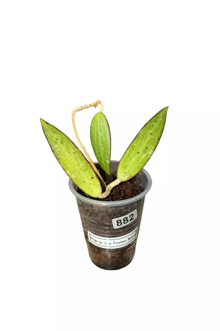 Sunstressing Hoya sp. Loei Province Splash #882 thumbnail