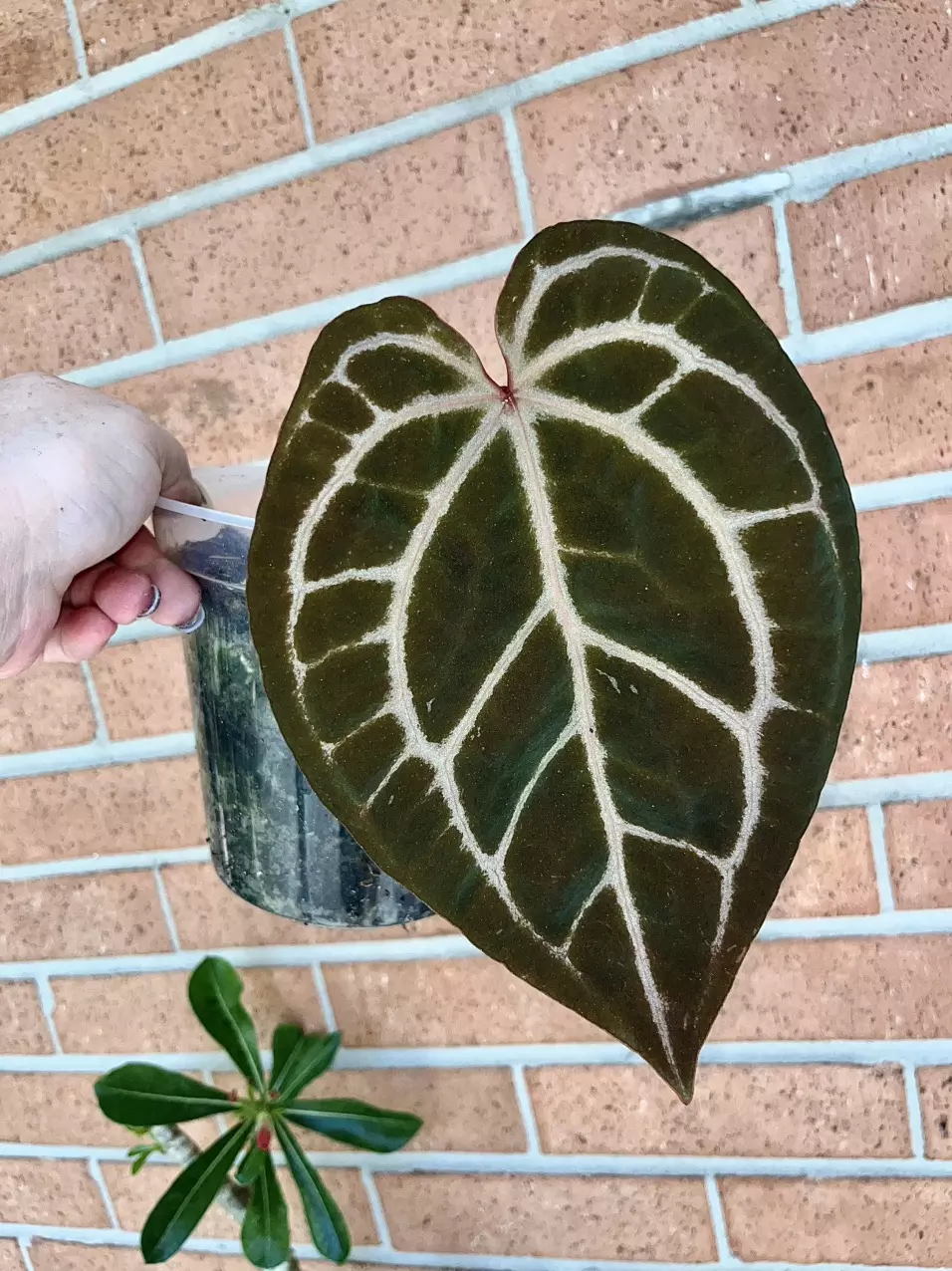 Anthurium Doc Block Magnificent Dark thumbnail