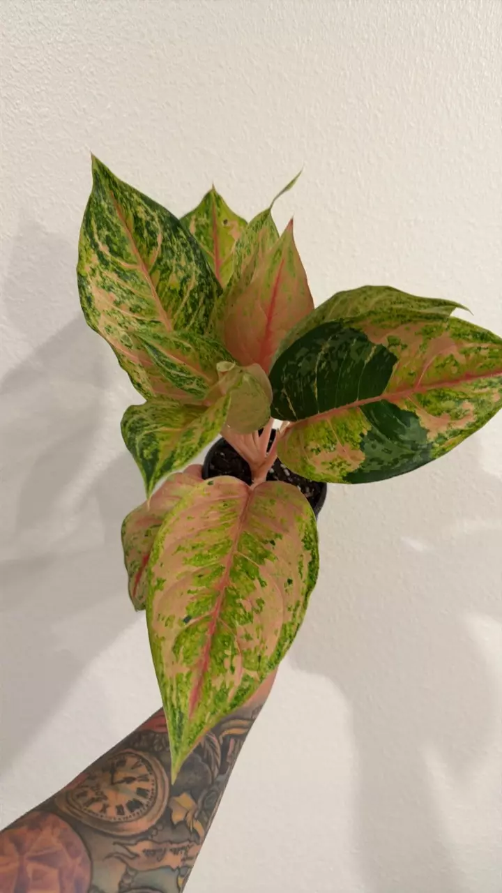 Aglaonema Light of Diamond 4” GC thumbnail