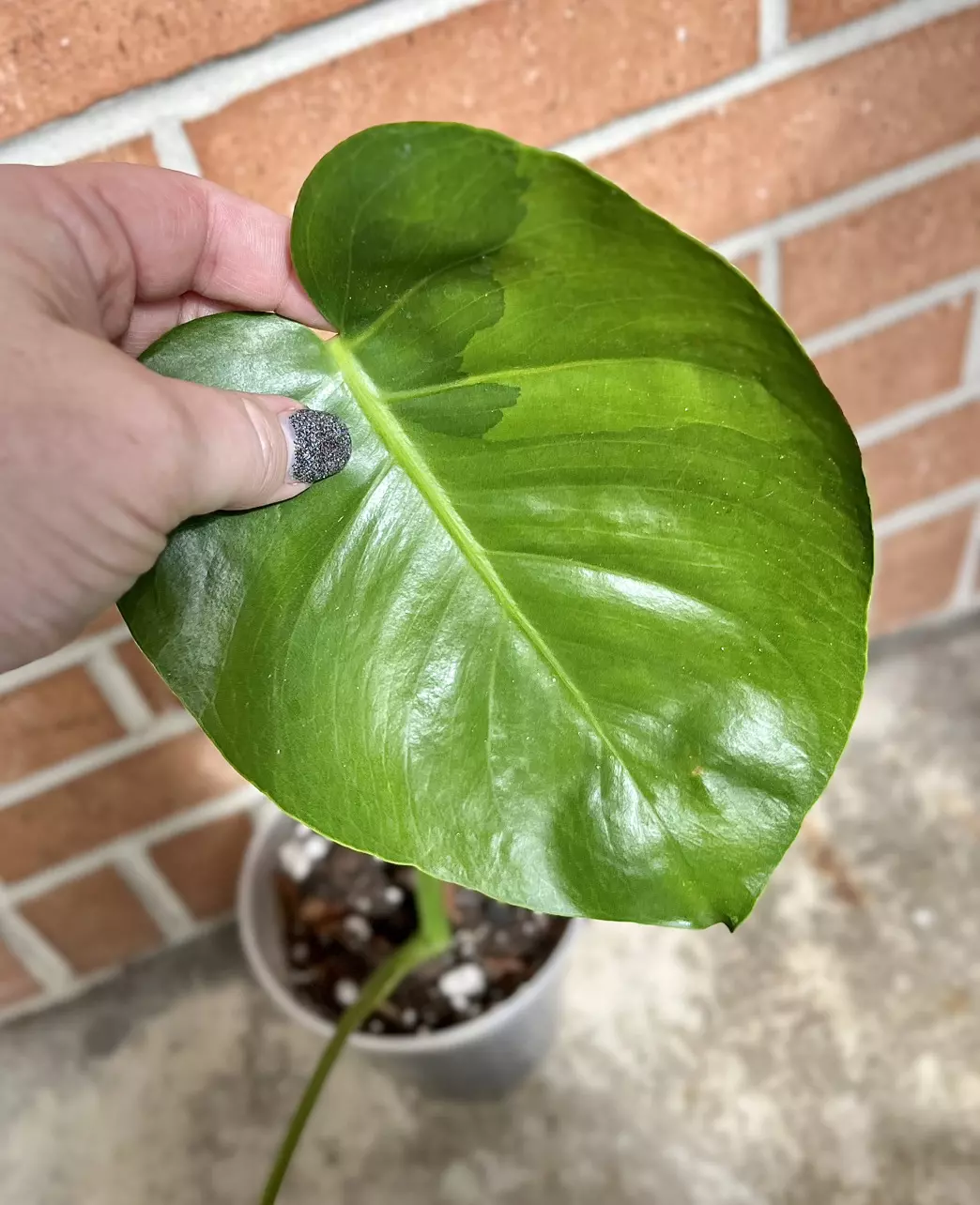 Monstera deliciousa large form variegated and mutated seed sport GoG thumbnail