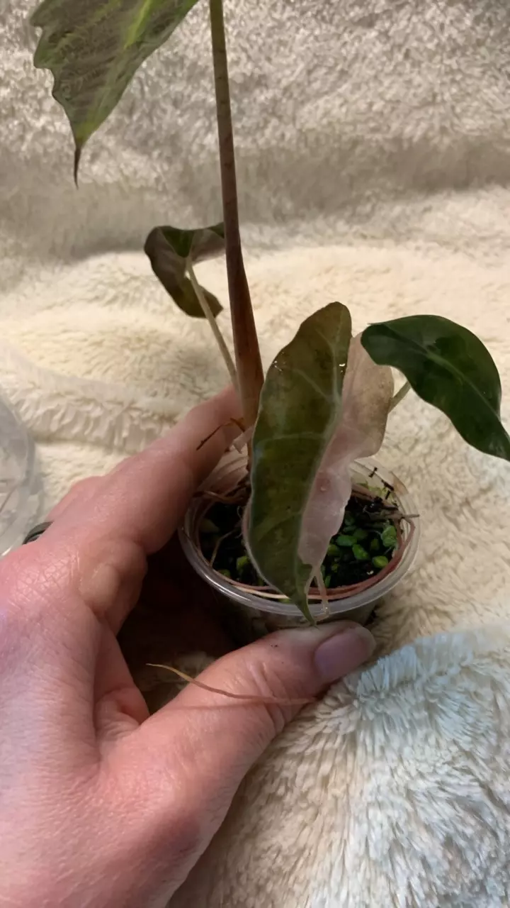 B65- Amazonica pink Polly halfmoon alocasia thumbnail