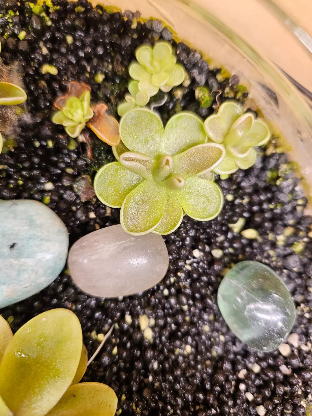 Pinguicula Yucca thumbnail