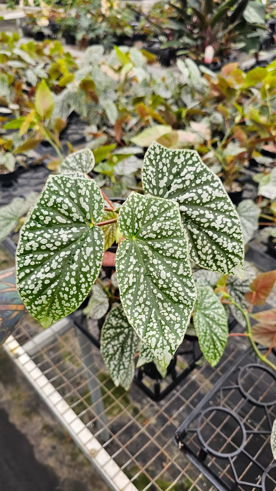 Maculata Ice 4in thumbnail