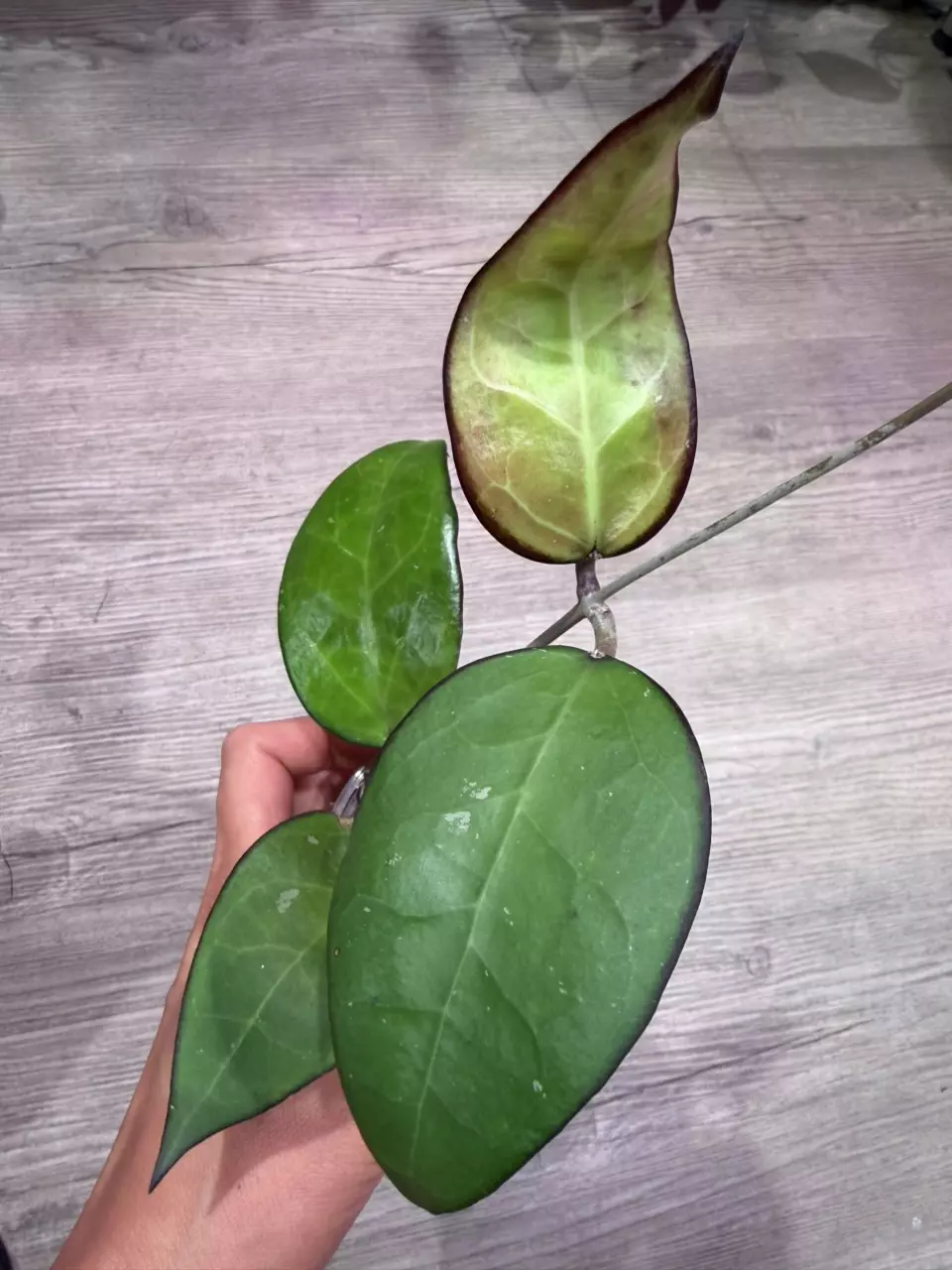 Hoya KSB01 thumbnail