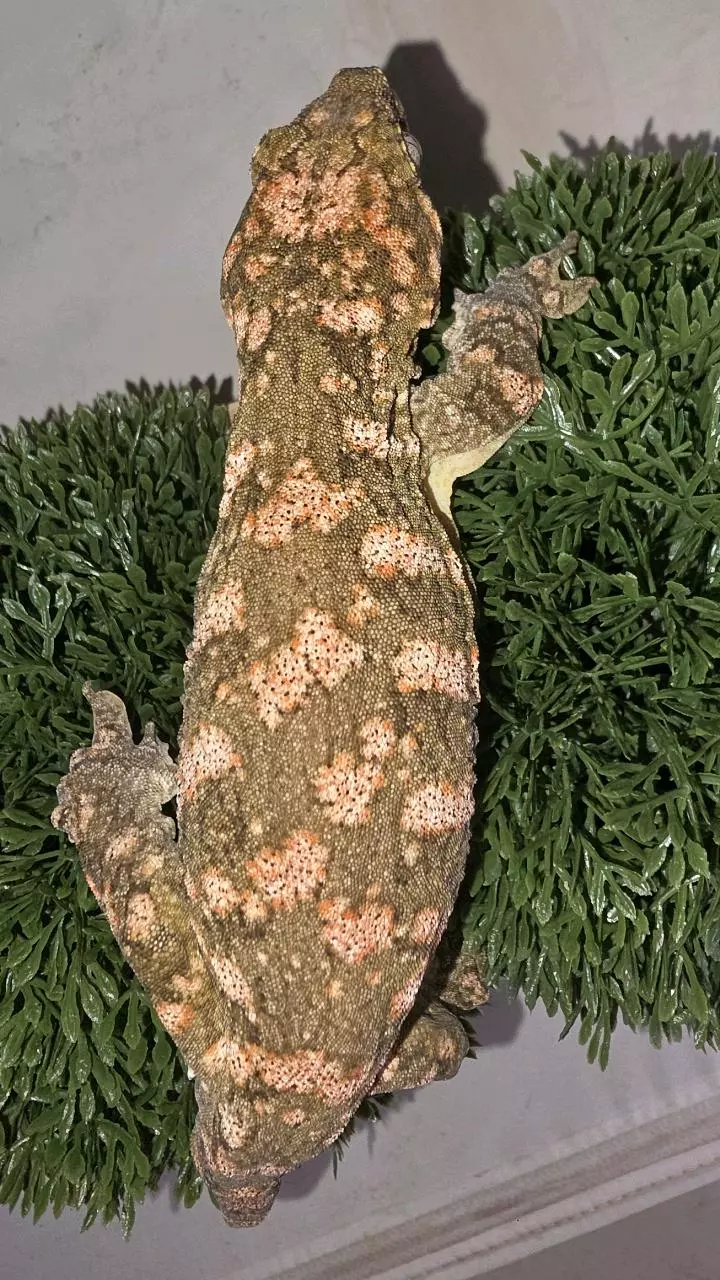 Brosse Leachianus thumbnail