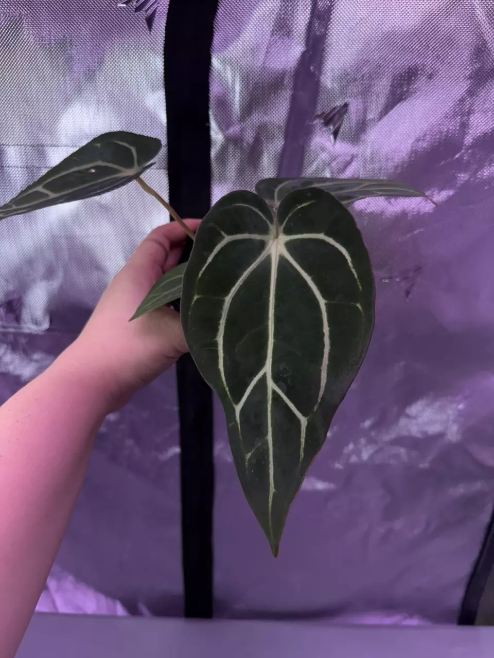 (#1559) Anthurium carlablackiae “T1” x “PM1” thumbnail