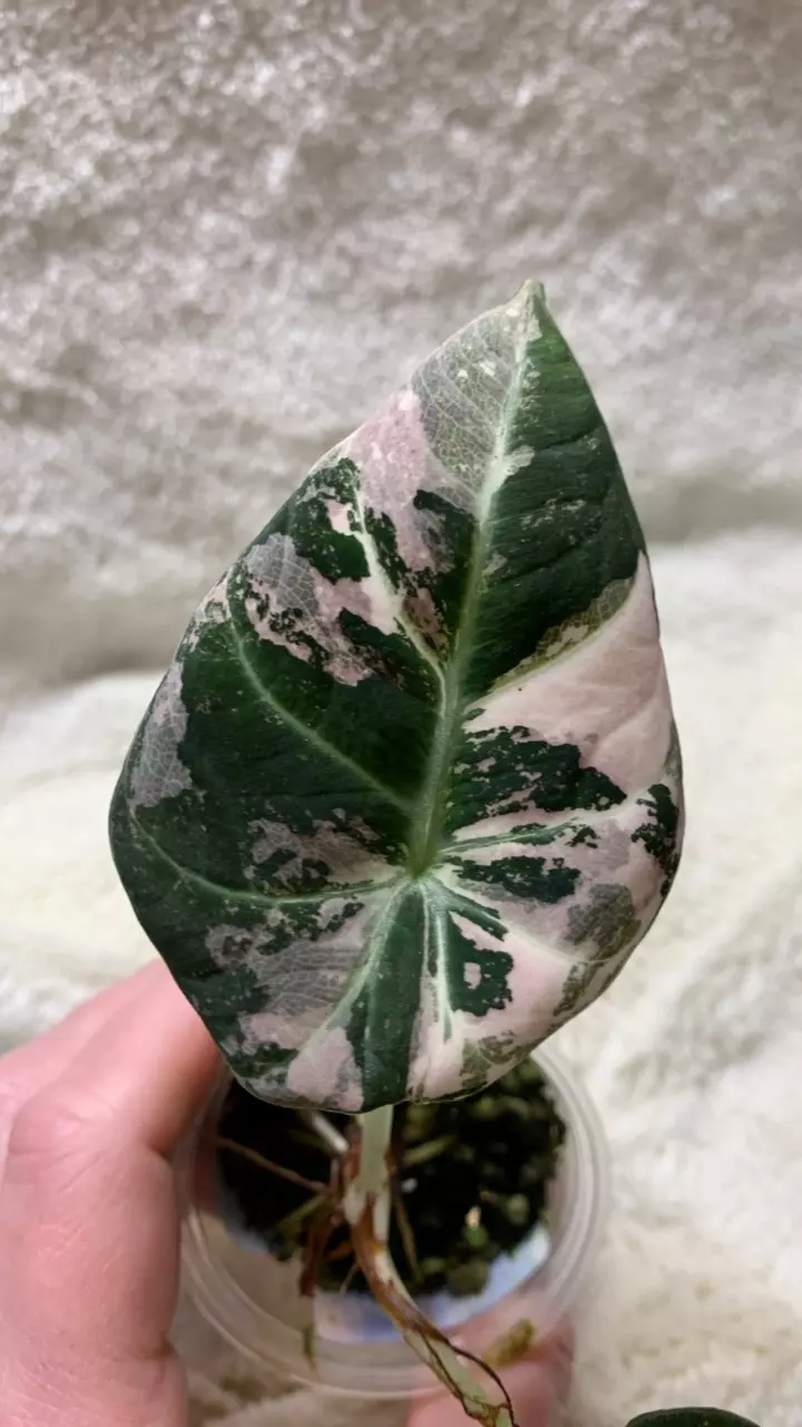 B57- Pink Black velvet Alocasia pup-high color thumbnail