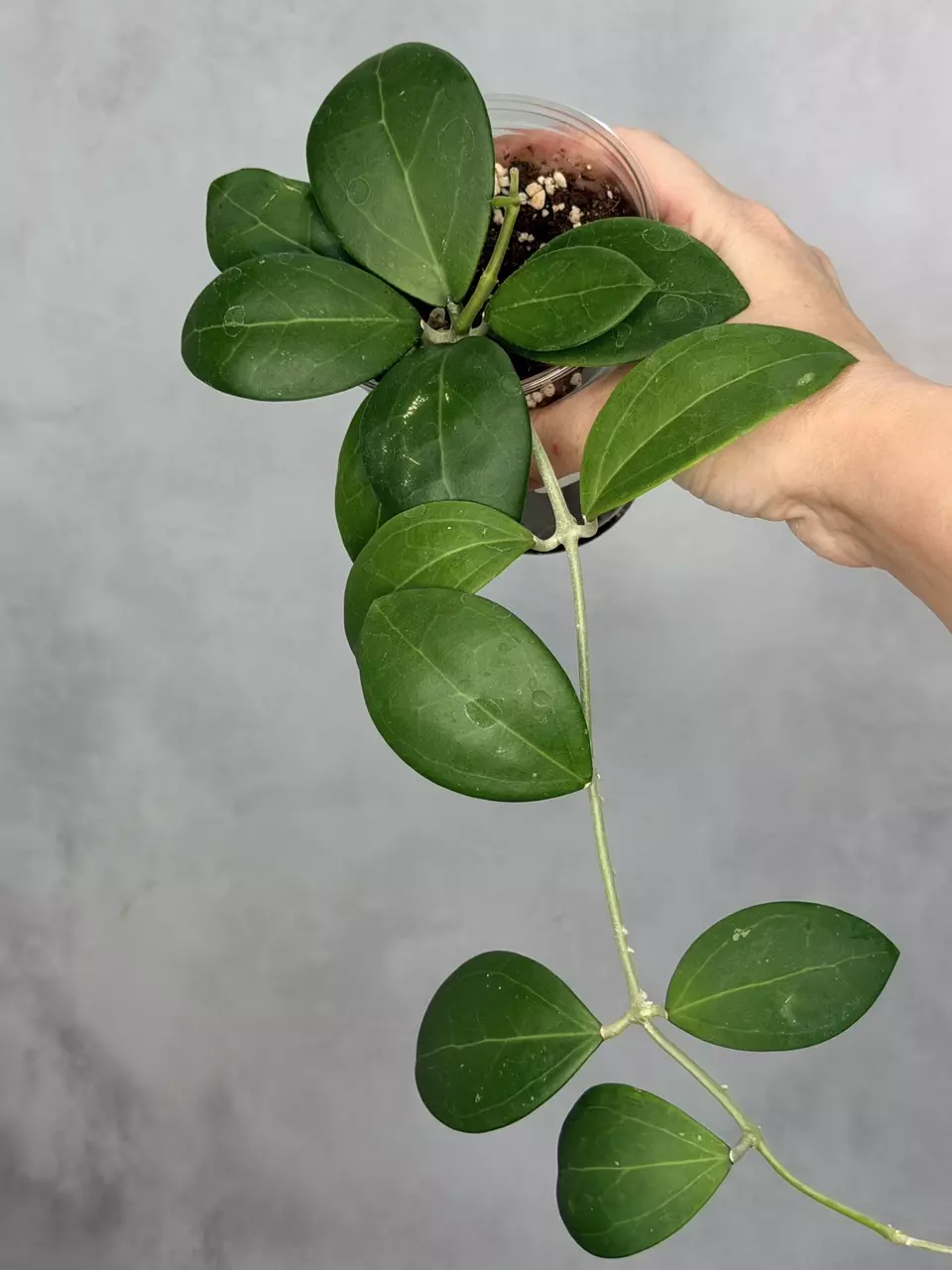Hoya sp. RHM 24221 - KP02 (pachyclada x parasitica x unk) thumbnail
