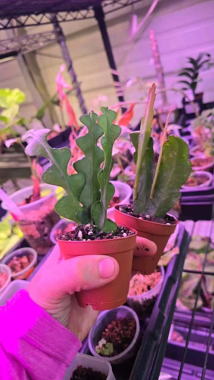 2in ric rac + oxypetalum 2pack! pixie GC thumbnail