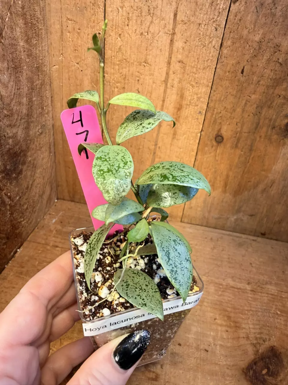 471 Hoya lacunosa ‘Jawa Barat’ thumbnail