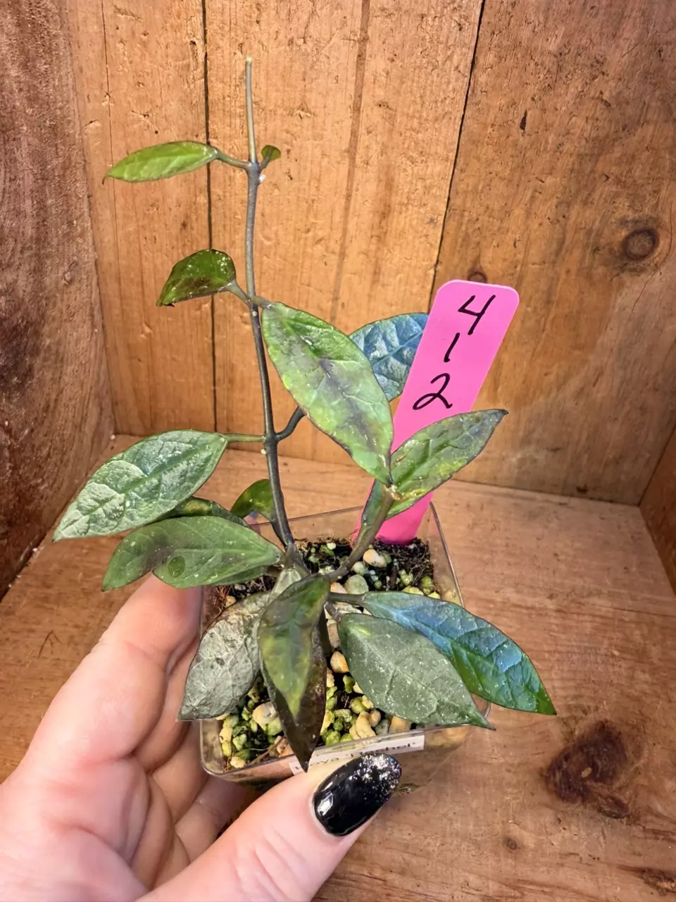 412 Hoya ‘Rachel’ thumbnail