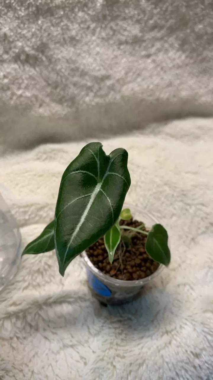 B67- Alocasia Watsoniana NOID pup thumbnail
