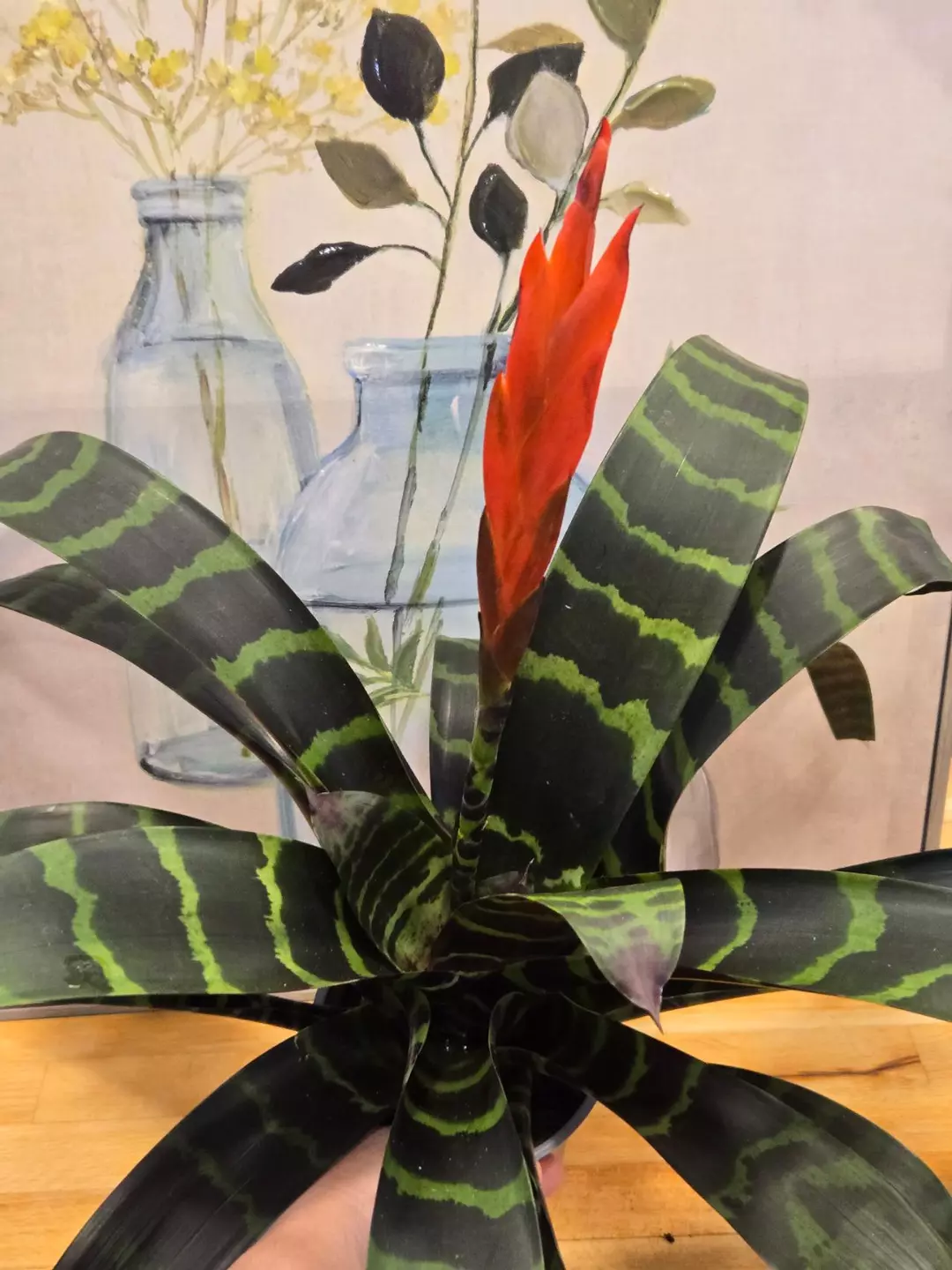 Bromeliad Vriesea Splendens – 5” Pot (Flaming Sword) thumbnail
