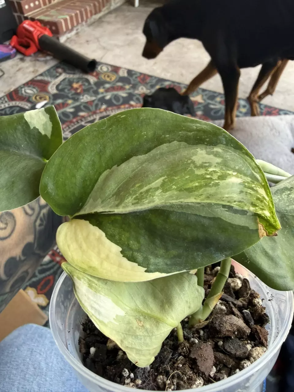 Jade satin aurea scindapsus thumbnail