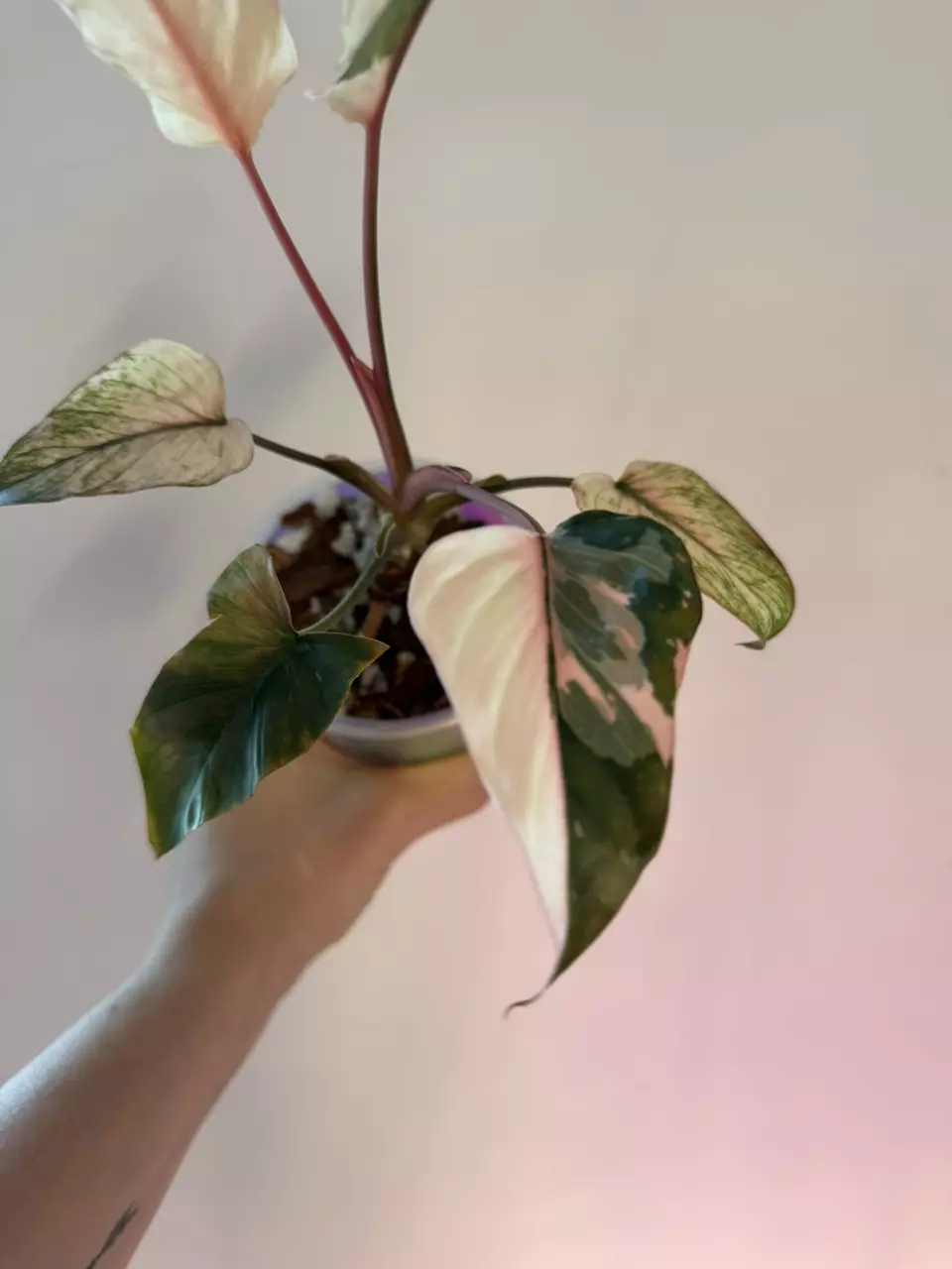 Homalomena 'Pink Diamond'! 💎 💖 thumbnail