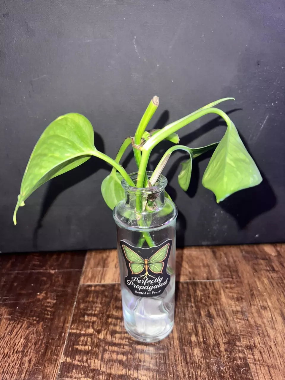 Perfect Propagation Golden Pothos thumbnail