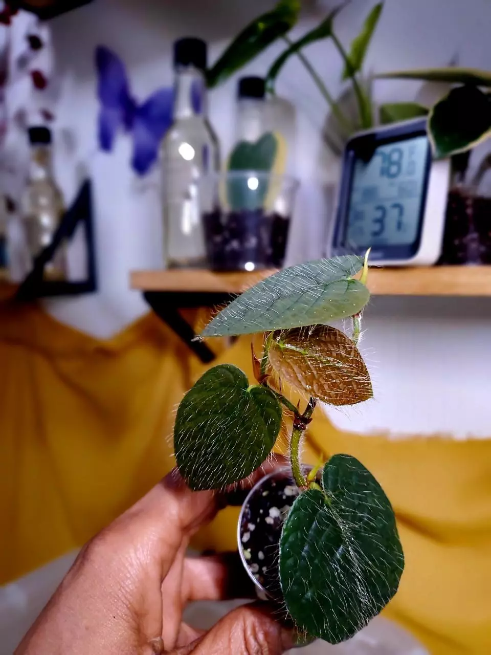 Ficus Villosa 🪴 Rooted Cutting ✨️ RARE 🦄 thumbnail