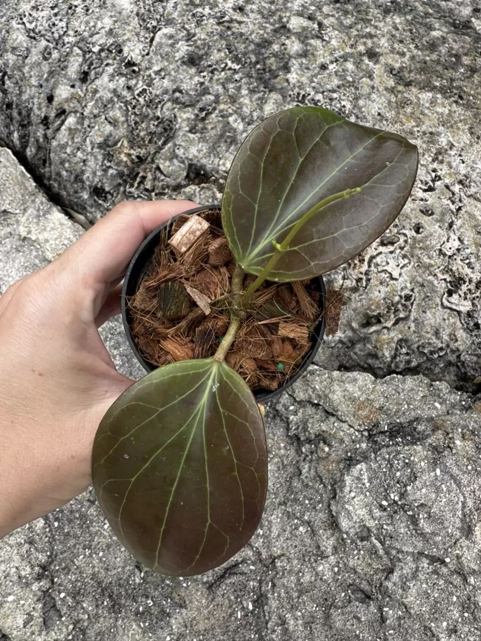 Hoya Cominsii 3” thumbnail