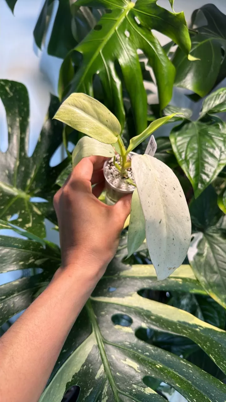 0400 Philo Whipple Way thumbnail