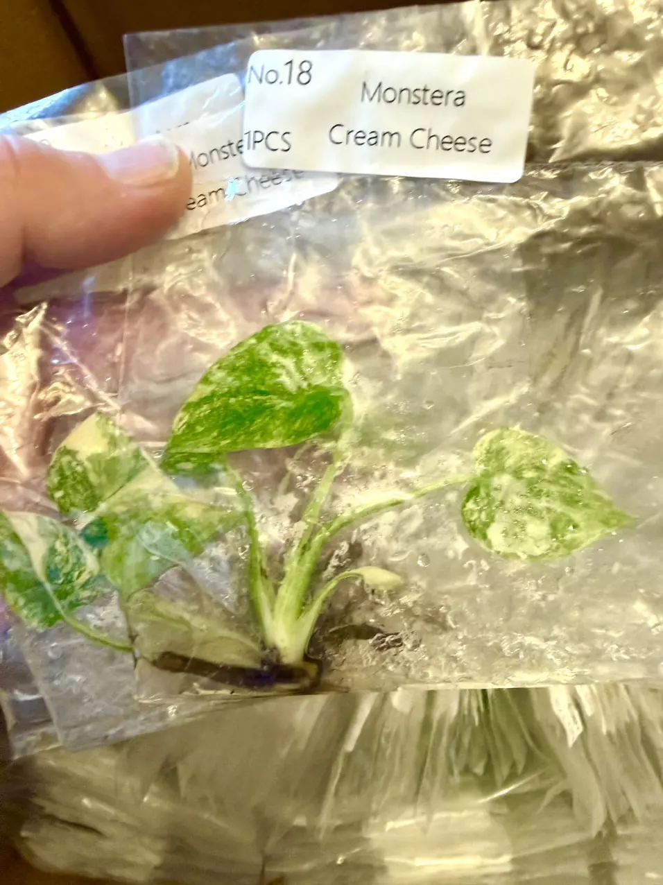 Monstera Cream Cheese Tc Tissue Culture FRESH ✅ thumbnail