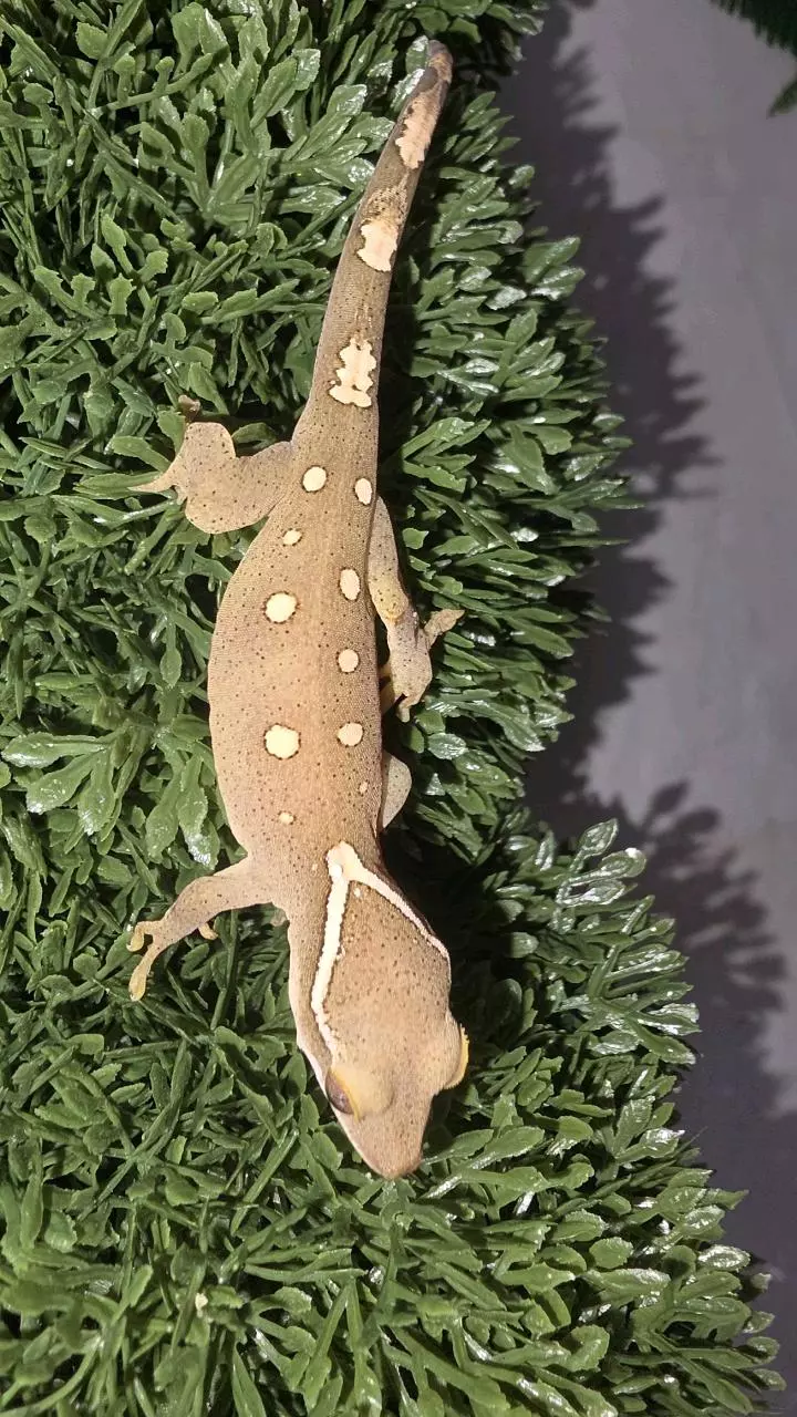 Whitw Collar Sarsinorum thumbnail