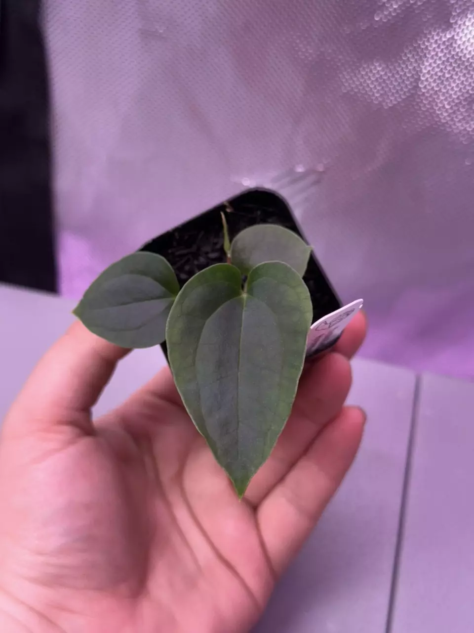 (#1561) Anthurium (RC x debilis) x besseae aff thumbnail