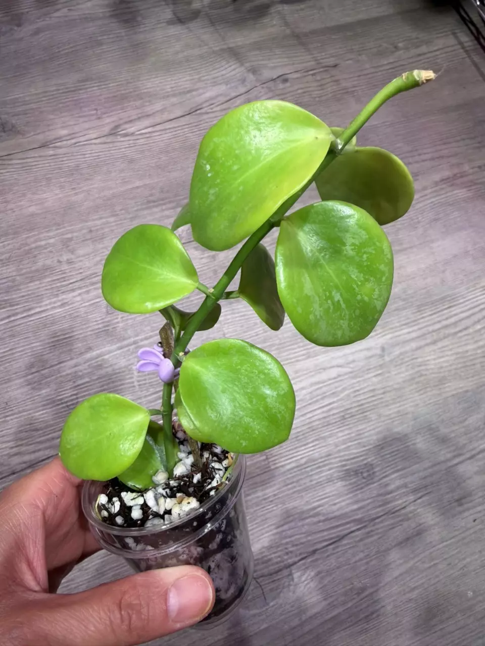 Hoya Biakensis splash thumbnail