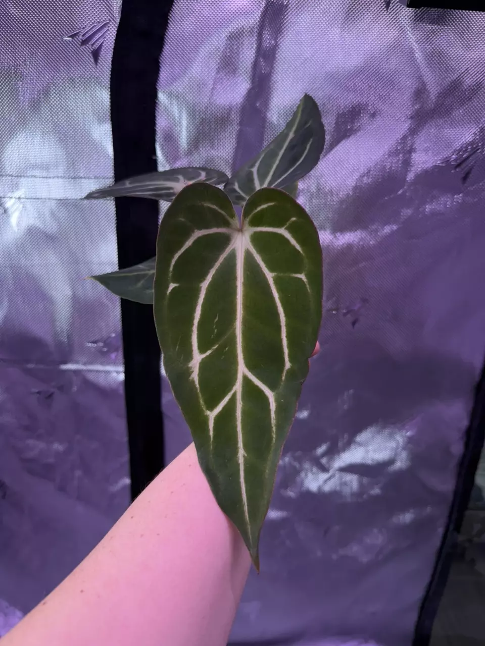 (#1560) Anthurium carlablackiae “T1” x “PM1” thumbnail